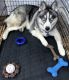 Siberian Husky Puppies for sale in Brooklyn, NY 11212, USA. price: $900