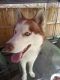 Siberian Husky Puppies for sale in Berks County, PA, USA. price: $300