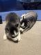 Siberian Husky Puppies for sale in Carson, CA, USA. price: $450