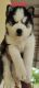 Siberian Husky Puppies for sale in Narrepally, Telangana 501508, India. price: 4050 INR