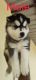 Siberian Husky Puppies for sale in Uppal, Hyderabad, Telangana, India. price: 50 INR
