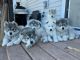 Siberian Husky Puppies for sale in Appleton, WI, USA. price: $60,000