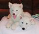 Siberian Husky Puppies for sale in Gallipolis, OH 45631, USA. price: $300