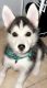 Siberian Husky Puppies for sale in Winter Garden, FL 34787, USA. price: $700