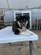 Siberian Husky Puppies for sale in Omaha, NE, USA. price: $900