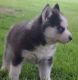 Siberian Husky Puppies for sale in Airville, PA 17302, USA. price: NA