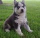 Siberian Husky Puppies for sale in Akron, NY 14001, USA. price: NA