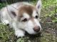 Siberian Husky Puppies for sale in Hagaman, NY 12086, USA. price: NA