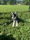 Siberian Husky Puppies for sale in Knoxville, TN, USA. price: $1,700