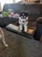 Siberian Husky Puppies for sale in Las Vegas, NV, USA. price: $400