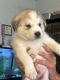Siberian Husky Puppies for sale in Chicago, IL 60647, USA. price: $800