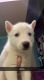 Siberian Husky Puppies for sale in Bedford, NH 03110, USA. price: NA