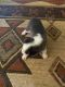 Siberian Husky Puppies for sale in 2441 10th Ave, Greeley, CO 80631, USA. price: NA