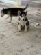 Siberian Husky Puppies for sale in Loganville, GA 30052, USA. price: $800