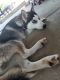 Siberian Husky Puppies for sale in Castle Rock, CO, USA. price: $500