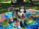 Siberian Husky Puppies for sale in Lake Buena Vista, FL 32830, USA. price: NA