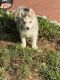 Siberian Husky Puppies for sale in New Britain, CT, USA. price: $1,000