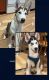 Siberian Husky Puppies for sale in Fort Lauderdale, FL, USA. price: $500