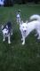 Siberian Husky Puppies for sale in Saugerties, NY 12477, USA. price: NA
