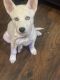 Siberian Husky Puppies for sale in Euless, TX, USA. price: NA