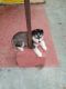 Siberian Husky Puppies for sale in Narrepally, Telangana 501508, India. price: 60 INR