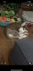 Siberian Husky Puppies for sale in 3119 Sleepy Hollow Rd, Memphis, TN 38134, USA. price: NA