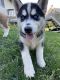 Siberian Husky Puppies for sale in Kewaunee, WI 54216, USA. price: $800