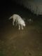 Siberian Husky Puppies for sale in Sullivan, MO 63080, USA. price: $600