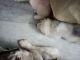 Siberian Husky Puppies for sale in Golden George Nagar, Mogappair East, Chennai, Tamil Nadu, India. price: 30000 INR