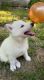 Siberian Husky Puppies for sale in Bedford, NH 03110, USA. price: $1,500