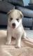 Siberian Husky Puppies for sale in Pembroke Pines, FL 33024, USA. price: NA