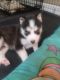 Siberian Husky Puppies for sale in Asheboro, NC, USA. price: NA