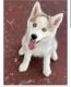 Siberian Husky Puppies for sale in Aventura, FL 33180, USA. price: NA