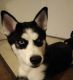 Siberian Husky Puppies for sale in Cresaptown, MD 21502, USA. price: NA