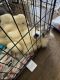 Siberian Husky Puppies for sale in Waxhaw, NC 28173, USA. price: NA