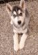 Siberian Husky Puppies for sale in 8953 W Townley Ave, Peoria, AZ 85345, USA. price: NA