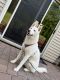 Siberian Husky Puppies for sale in East Stroudsburg, PA 18301, USA. price: $1,000