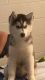Siberian Husky Puppies for sale in North Las Vegas, NV 89030, USA. price: NA