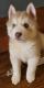 Siberian Husky Puppies for sale in Leeds, AL, USA. price: NA
