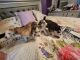 Siberian Husky Puppies for sale in Owatonna, MN, USA. price: NA