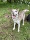 Siberian Husky Puppies for sale in Ferndale, WA 98248, USA. price: NA