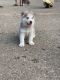 Siberian Husky Puppies for sale in Flint, MI 48532, USA. price: NA