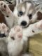 Siberian Husky Puppies for sale in Newark, NJ 07112, USA. price: $1,800