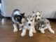 Siberian Husky Puppies for sale in Sachse, TX, USA. price: NA