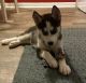 Siberian Husky Puppies for sale in Knoxville, TN, USA. price: $2,000