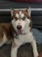 Siberian Husky Puppies for sale in Fort Worth, TX 76133, USA. price: $400