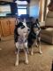 Siberian Husky Puppies for sale in Cave Creek, AZ 85331, USA. price: NA