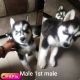 Siberian Husky Puppies for sale in Police Station, 560032, R.T.Nagar, P&T Colony, RT Nagar, Bengaluru, Karnataka 560032, India. price: 37000 INR