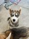 Siberian Husky Puppies for sale in San Diego, CA, USA. price: $200