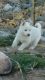 Siberian Husky Puppies for sale in Palmdale, CA 93550, USA. price: $400